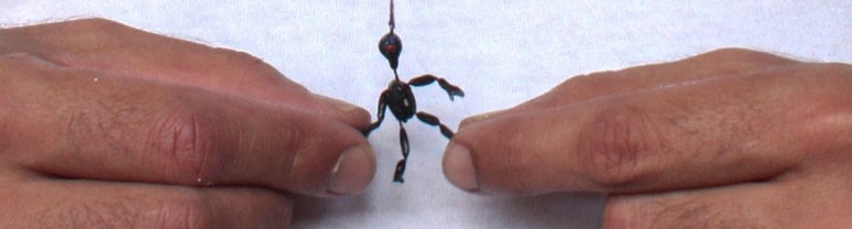 Espetáculo A Bonequinha Preta Foto Madana Mohana